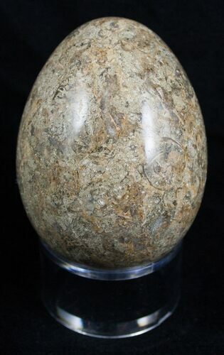 Decorative Fossil Coral Egg #2121